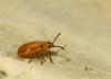 Melanocoryphus albomaculatus